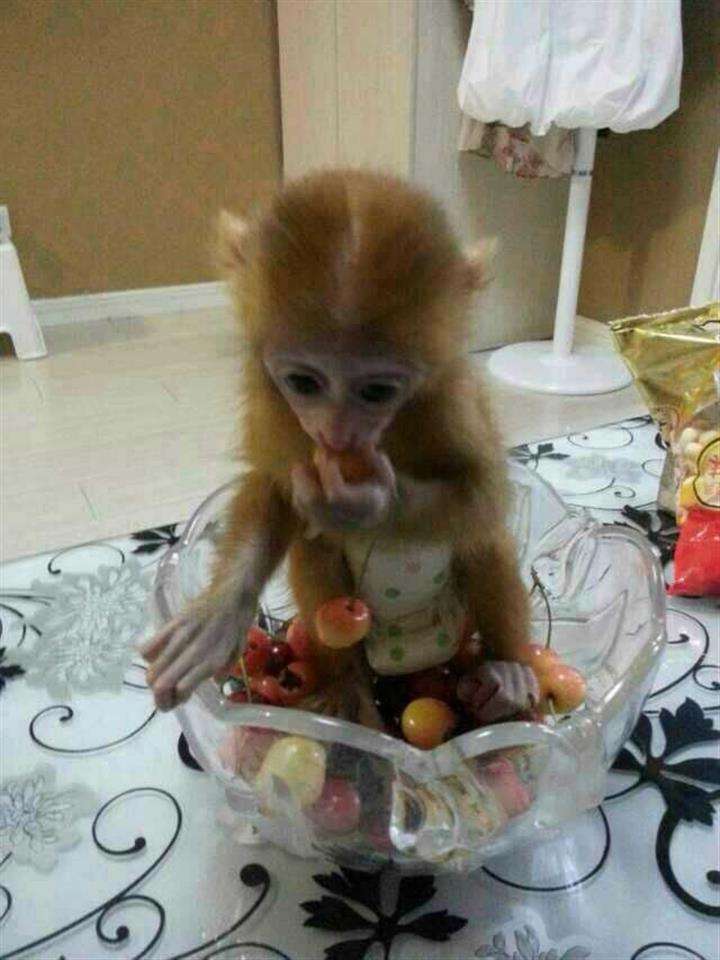 做个假牙买加签证